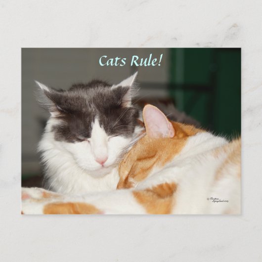 Carte postale adorable de la règle des chats (Devant)