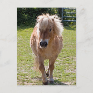 Carte postale adorable de poney de châtaignier