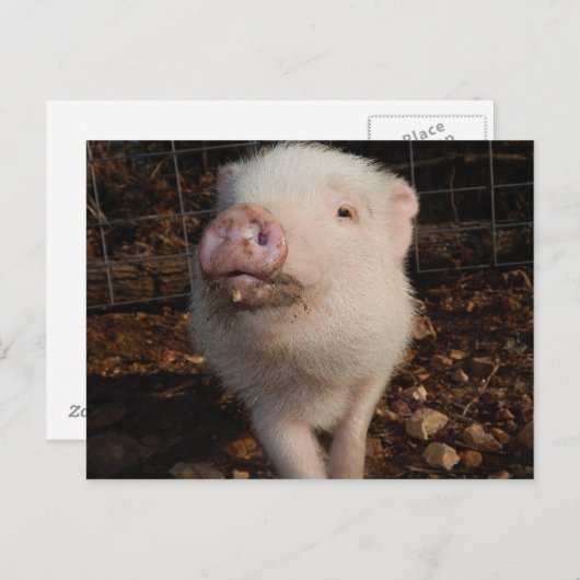 Carte Postale Adorable Dirty Snout Mini Pig, Pig postcard (Devant / Derrière)