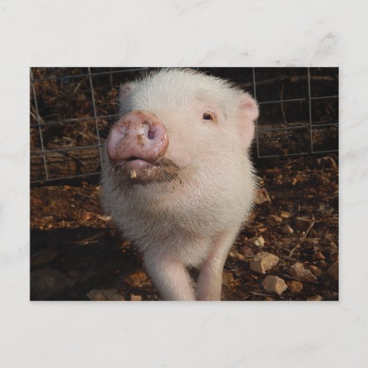 Carte Postale Adorable Dirty Snout Mini Pig, Pig postcard (Devant)