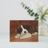 Carte Postale Adorable et doux St. Bernard Puppy (Debout devant)