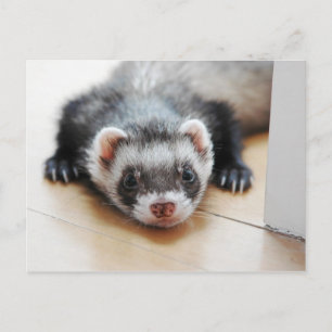 Carte Postale Adorable Ferret Sable