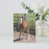 Carte Postale Adorable Filly (Debout devant)