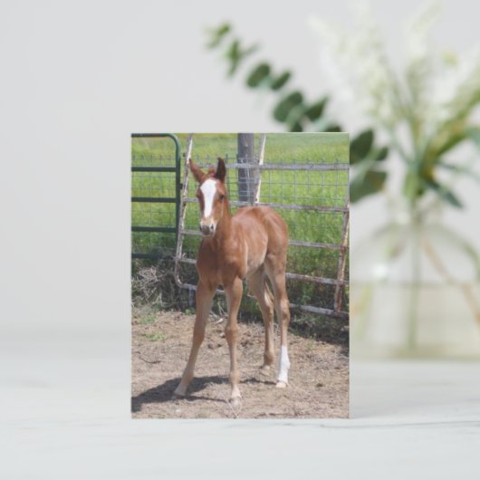 Carte Postale Adorable Filly (Debout devant)