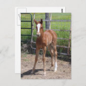 Carte Postale Adorable Filly (Devant / Derrière)