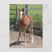 Carte Postale Adorable Filly (Devant)
