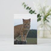 Carte Postale Adorable Ginger Kitten dans le pays Photographie (Debout devant)