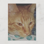 Carte Postale adorable ginger kitty in bed (Devant)