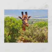 Carte Postale Adorable Giraffe Poking His Head Above The Trees (Devant)