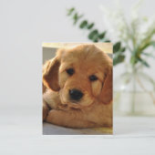 Carte Postale Adorable Golden Retriever chiot chien (Debout devant)