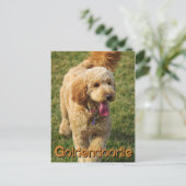 Carte Postale Adorable Goldendoodle Chien (Debout devant)