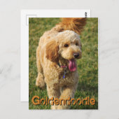Carte Postale Adorable Goldendoodle Chien (Devant / Derrière)