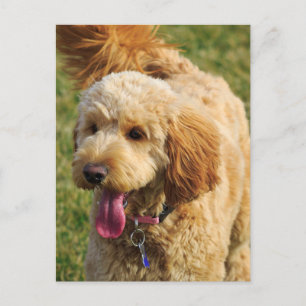 Carte Postale Adorable Goldendoodle Chien