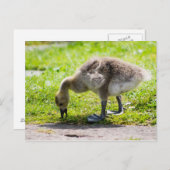 Carte Postale Adorable Gosling d'oie du Canada (Devant / Derrière)