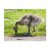 Adorable Gosling d'oie du Canada