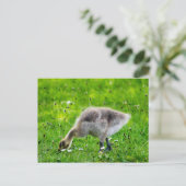 Carte Postale Adorable Gosling d'oie du Canada (Debout devant)