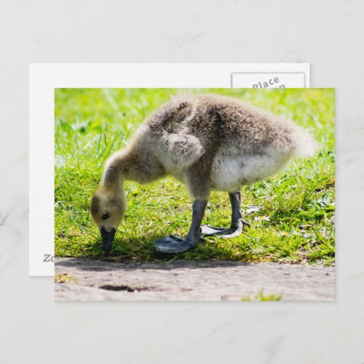 Carte Postale Adorable Gosling d'oie du Canada (Devant / Derrière)