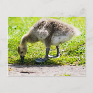Carte Postale Adorable Gosling d'oie du Canada
