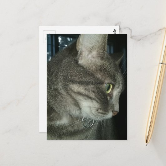 Carte Postale adorable grey tabby cat (Devant/Arrière en situation)