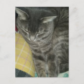 Carte Postale Adorable Gris Sleepy Tabby Kitty (Devant)