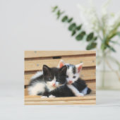 Carte Postale Adorable Kitten Friends (Debout devant)