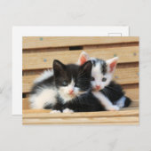 Carte Postale Adorable Kitten Friends (Devant / Derrière)