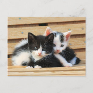 Carte Postale Adorable Kitten Friends
