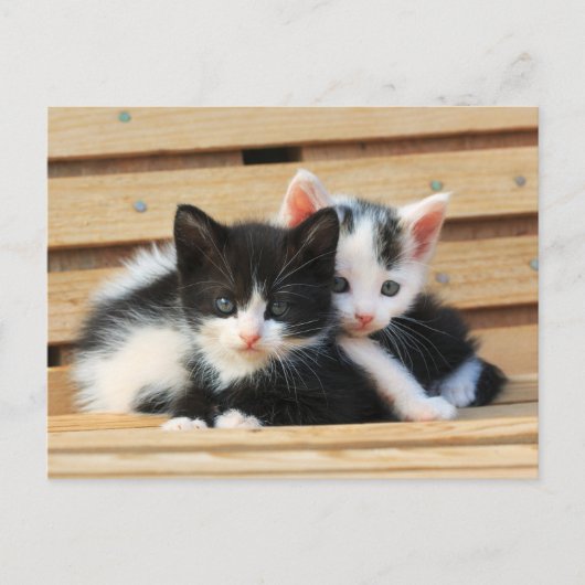 Carte Postale Adorable Kitten Friends (Devant)