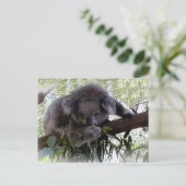 Carte postale adorable Koala (Debout devant)