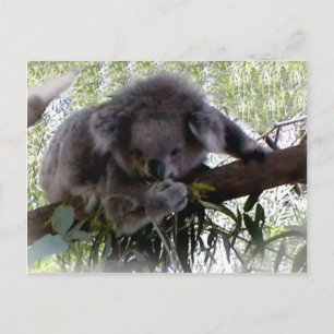 Carte postale adorable Koala
