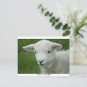 Carte postale adorable Little Lamb avec message (Debout devant)