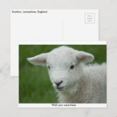 Carte postale adorable Little Lamb avec message (Devant / Derrière)