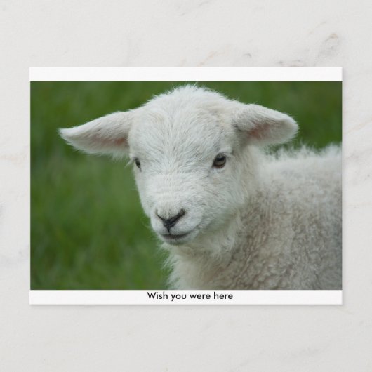 Carte postale adorable Little Lamb avec message (Devant)