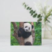 Carte Postale Adorable ours de panda sur l'arbre (Debout devant)