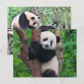 Carte Postale Adorable ours de panda sur l'arbre (Devant / Derrière)