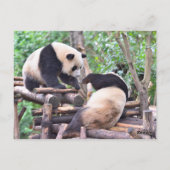 Carte Postale Adorable ours de panda sur l'arbre (Dos)
