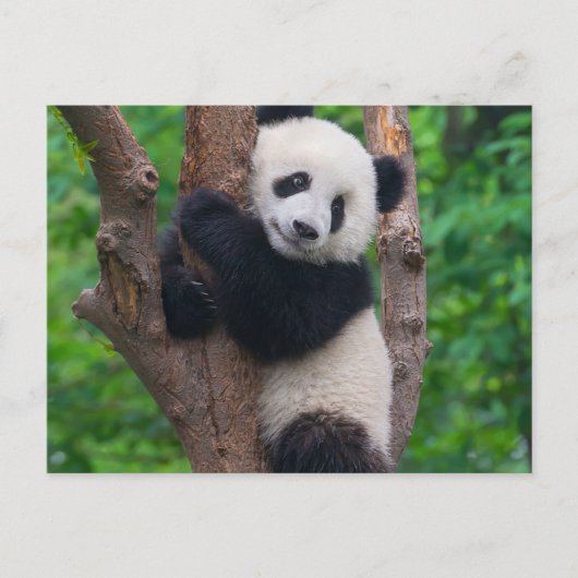 Carte Postale Adorable ours de panda sur l'arbre (Devant)