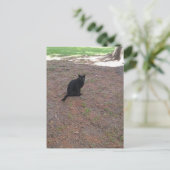 Carte Postale adorable petit chat noir errant mignon (Debout devant)