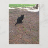 Carte Postale adorable petit chat noir errant mignon (Devant)