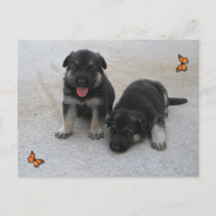 Carte postale adorable pour chiot