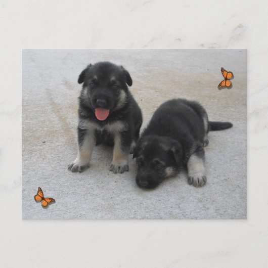 Carte postale adorable pour chiot (Devant)