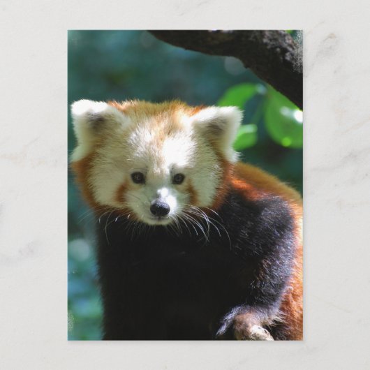 Carte postale adorable Red Panda (Devant)