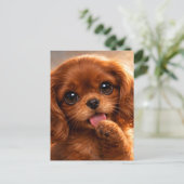 Carte Postale Adorable Ruby Cavalier Spaniel (Debout devant)