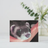 Carte Postale Adorable Sable Ferret Photo (Debout devant)