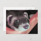 Carte Postale Adorable Sable Ferret Photo (Devant / Derrière)