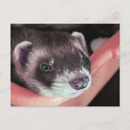 Carte Postale Adorable Sable Ferret Photo (Devant)