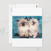 Carte Postale Adorable "Serrez-moi dans vos bras" Chatons persan (Devant / Derrière)