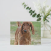 Carte Postale Adorable Setter irlandais (Debout devant)