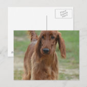 Carte Postale Adorable Setter irlandais (Devant / Derrière)