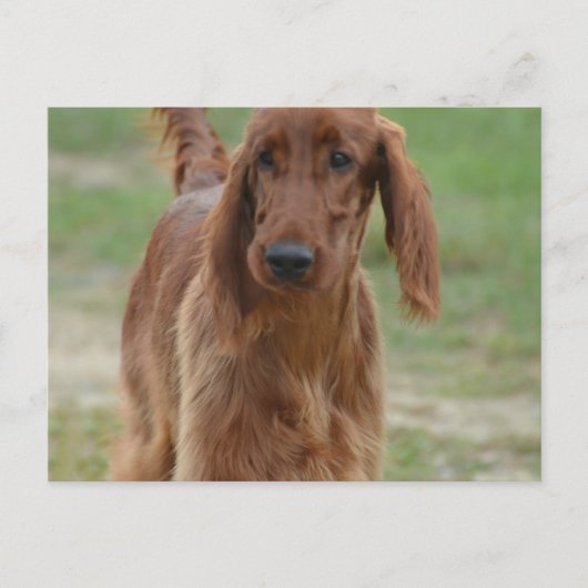 Carte Postale Adorable Setter irlandais (Devant)